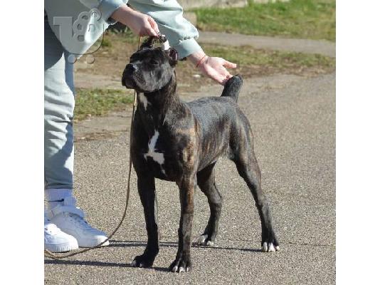 PoulaTo: Θηλυκό κουτάβι Cane Corso